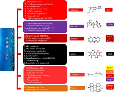 Marine Bacteria Is the Cell Factory to Produce Bioactive Pigments: A Prospective Pigment Source in the Ocean